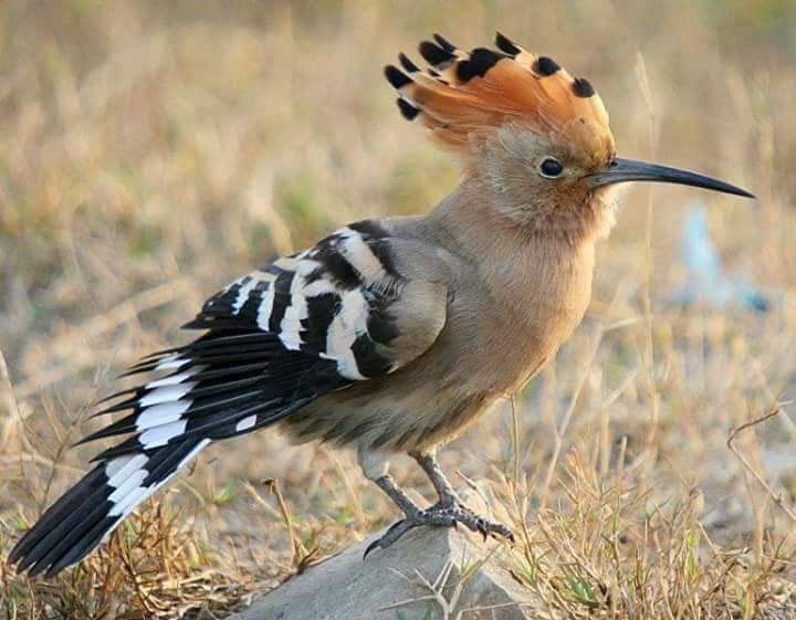 osamathini's tweet photo. #طيور 🦅🦩 🦉 يمكنكم رؤيتها في الصحراء الليبية، منها يعيش بشكل دائم وموسمية مهاجرة .. #صحراء #تينيري 🇱🇾
#Wildlife in #the_desert #of_Libya. #libya #Birds #Tenery #Desert https://t.co/OIw5sFmsE5