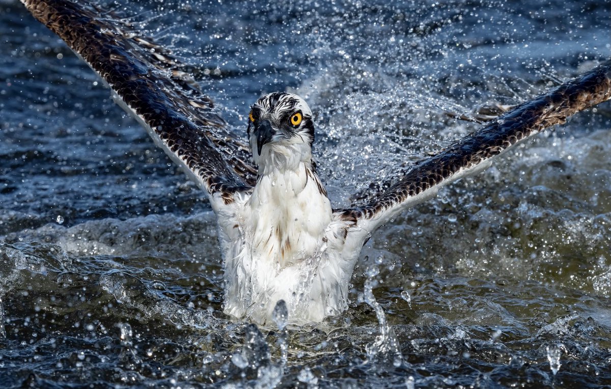 I love when the #Osprey come in this close! #sony #a7riv #birds #birbs #florida #fishing #birdwatching #birdphotography