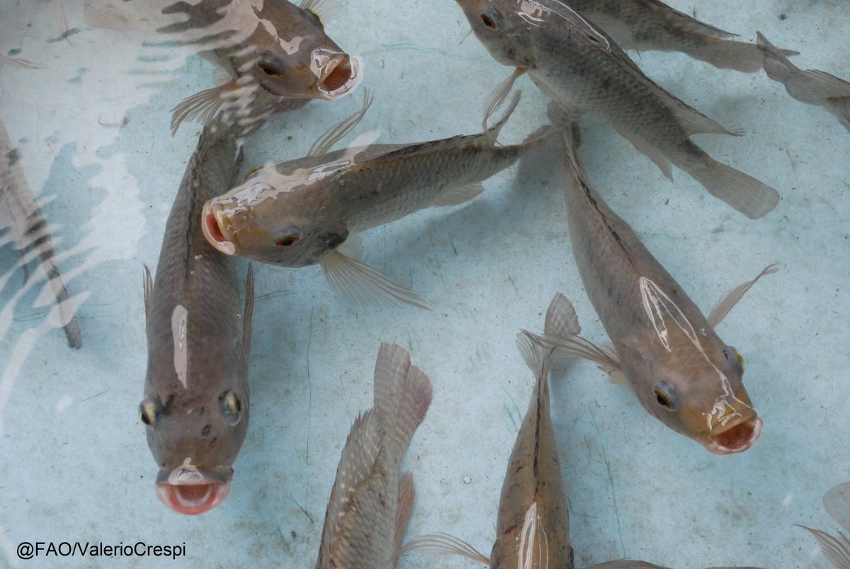 Fisheries & Aquaculture tweet media