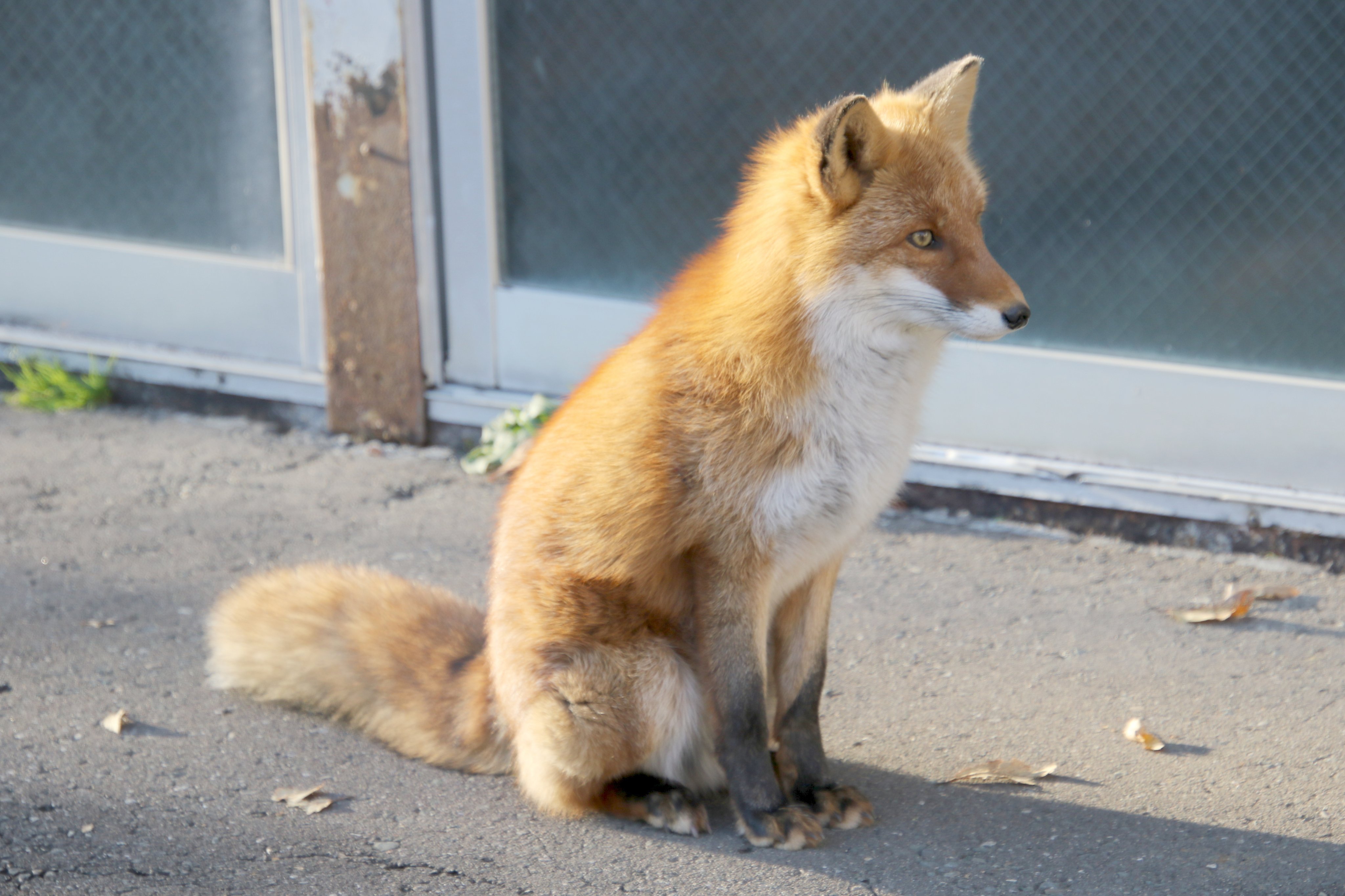 Cheng-Ren🦊🐺 on X: Cheng-Ren🦊🐺 on X: