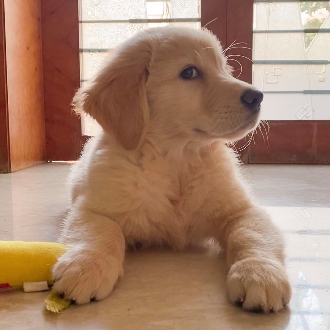 I see you hooman! 👀💗