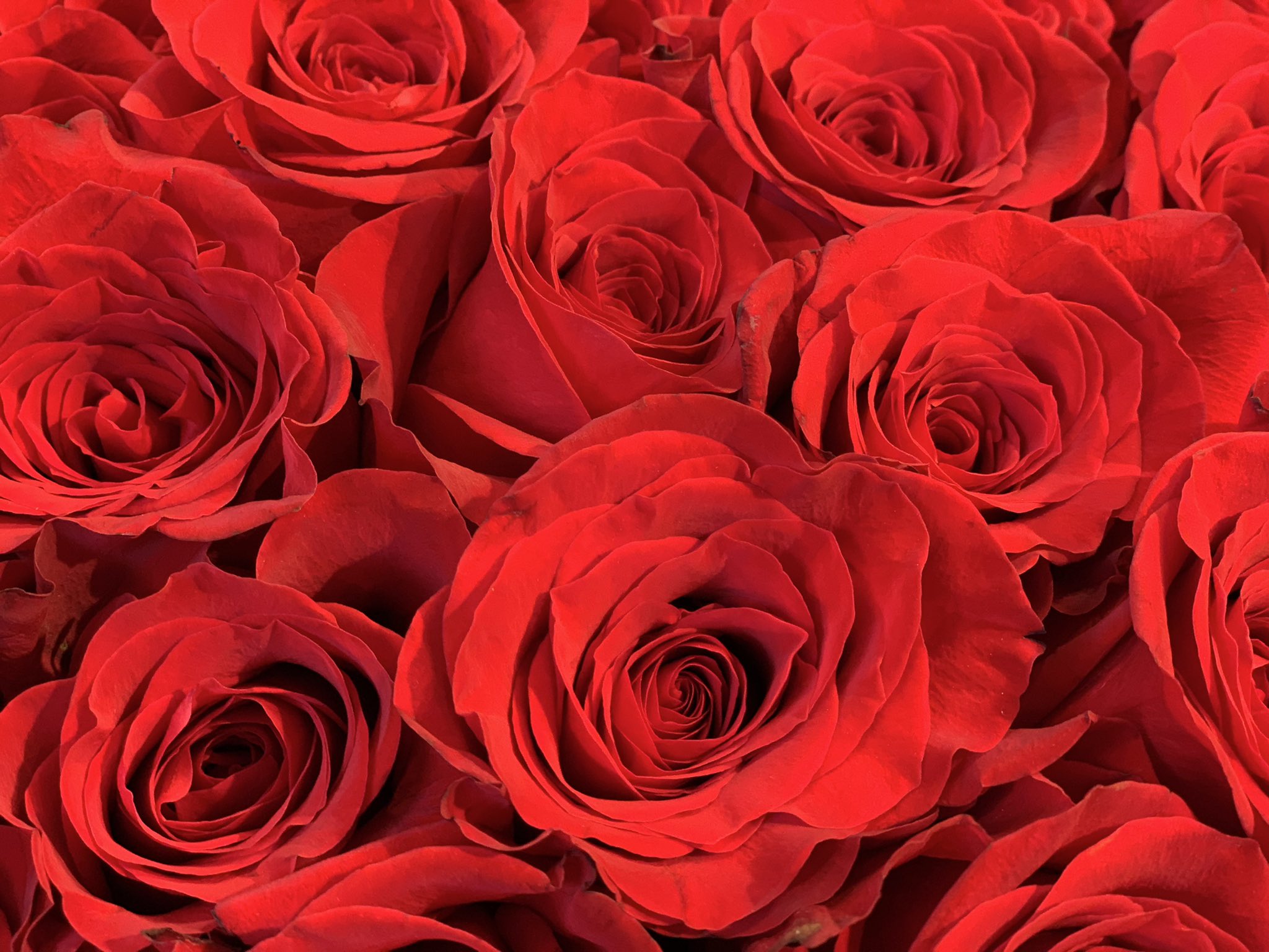 ローズショップ Auf Twitter 待ち受けにしたくなる 深紅の赤薔薇 花言葉は 情熱 激しい愛 T Co Z5fhdw1nv5 Twitter