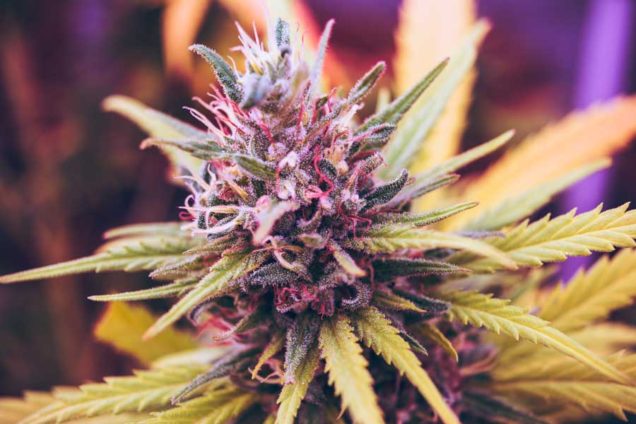 Senado en México aprueba ley que regula el uso y consumo de la marihuana
La tarde de este jueves 19 de noviembre el Senado de México aprobó en lo general la Ley para la Regulación del Cannabis con la cual, como su nombre indica, se busca tener un m https://t.co/qvbjdnJPzR https://t.co/S60QS8jZrV