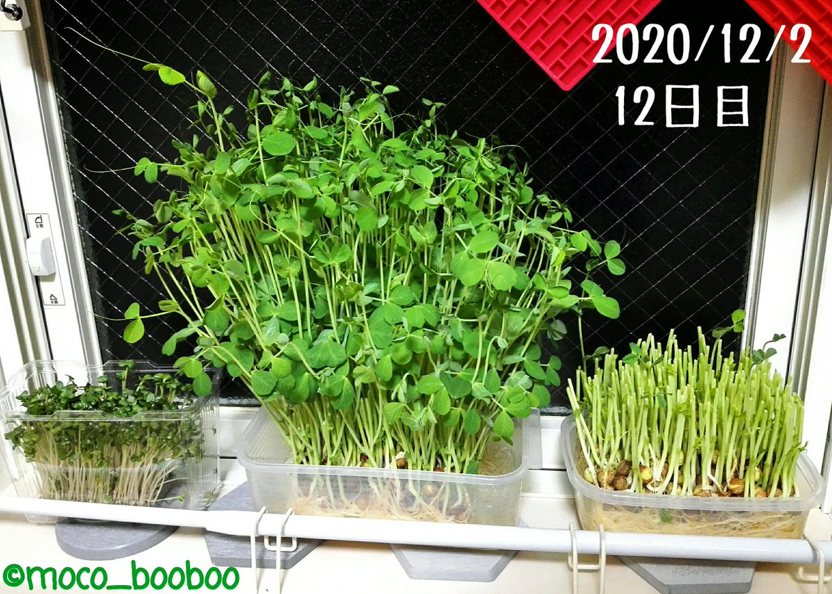 moco レッドキャベツのスプラウトを食べきって 少し寂しくなった窓辺 ブロッコリースプラウトは1 3ほど頂き 豆苗1号は週末に食べる予定 豆苗は向日葵の様に 陽に向かって伸びる為 毎日 葉先の方向を変えて なるべく均一に育つ様にしています 豆