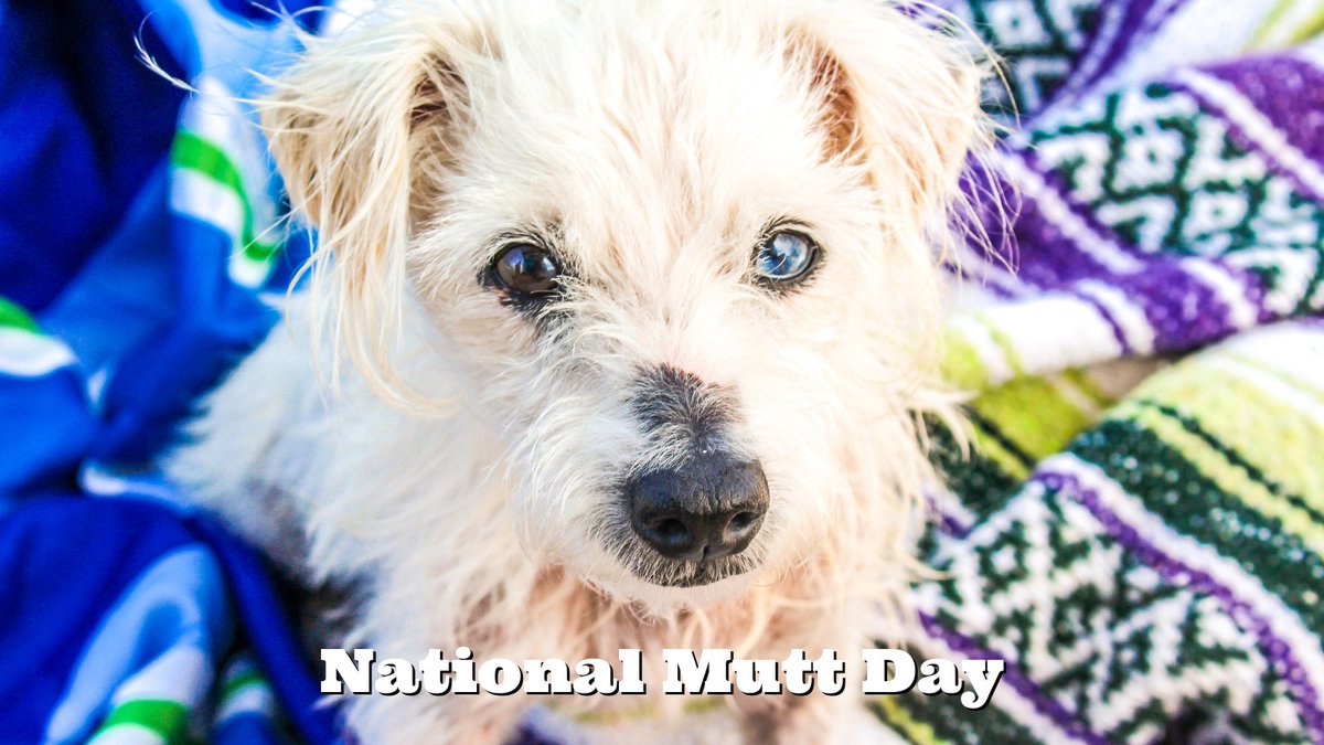 InovaPartners's tweet image. Happy National Mutt Day!
#NationalMuttDay #veterinarymedicine #veterinary