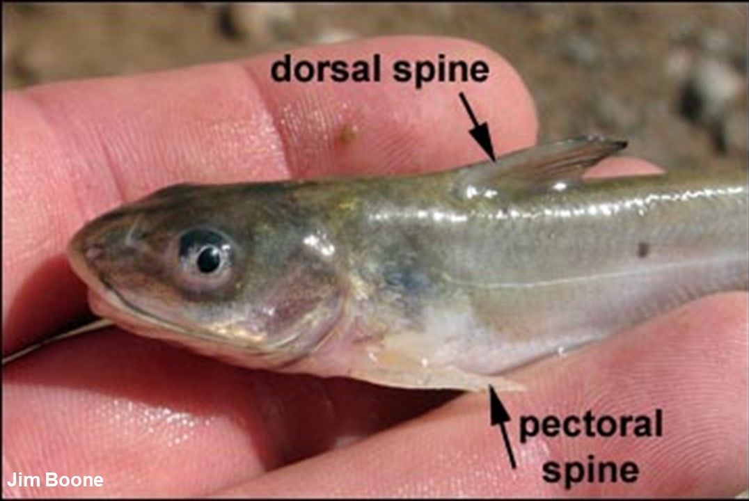 Katie O'Reilly on X: A catfish's whiskers are harmless - but watch out for  those spines! Spines on the pectoral (side) + dorsal (back) fins contain a  toxin that can cause pain