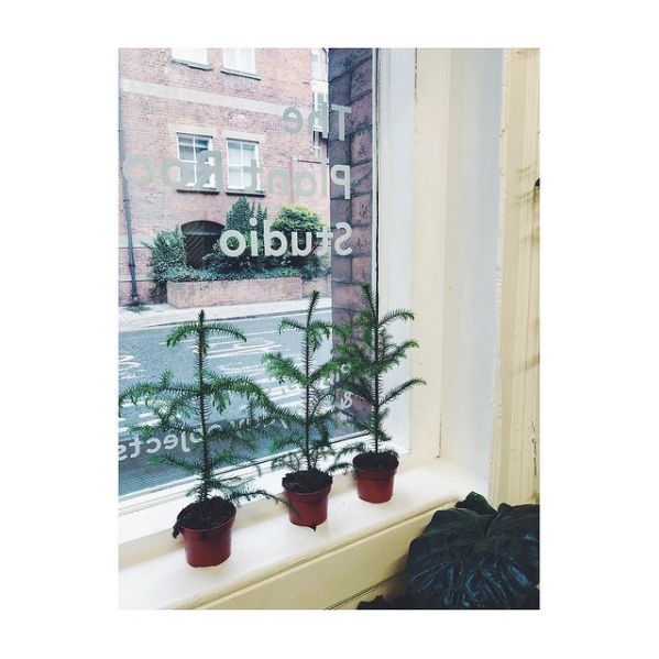 We're back open in Leeds on Thursday from 10.30am - 6.30pm. Drop by and say hello — it'll be great to see some familiar faces in the city again.

You can also shop with us online at:
theplantroom.shop

#shopsmall #supportsmallbusiness