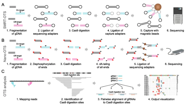 GenomeBiology's tweet photo. Study of CRISPR/Cas9 off-target activity from @idaista, @_adameur and co. Two methods for profiling gRNA-guided cleavage show 55 sites, 25 of which weren't called by off-target prediction methods. Some off target sites have indel mismatches to gRNA  https://t.co/rUDWd4z2Gi https://t.co/fM4KGsiYQE