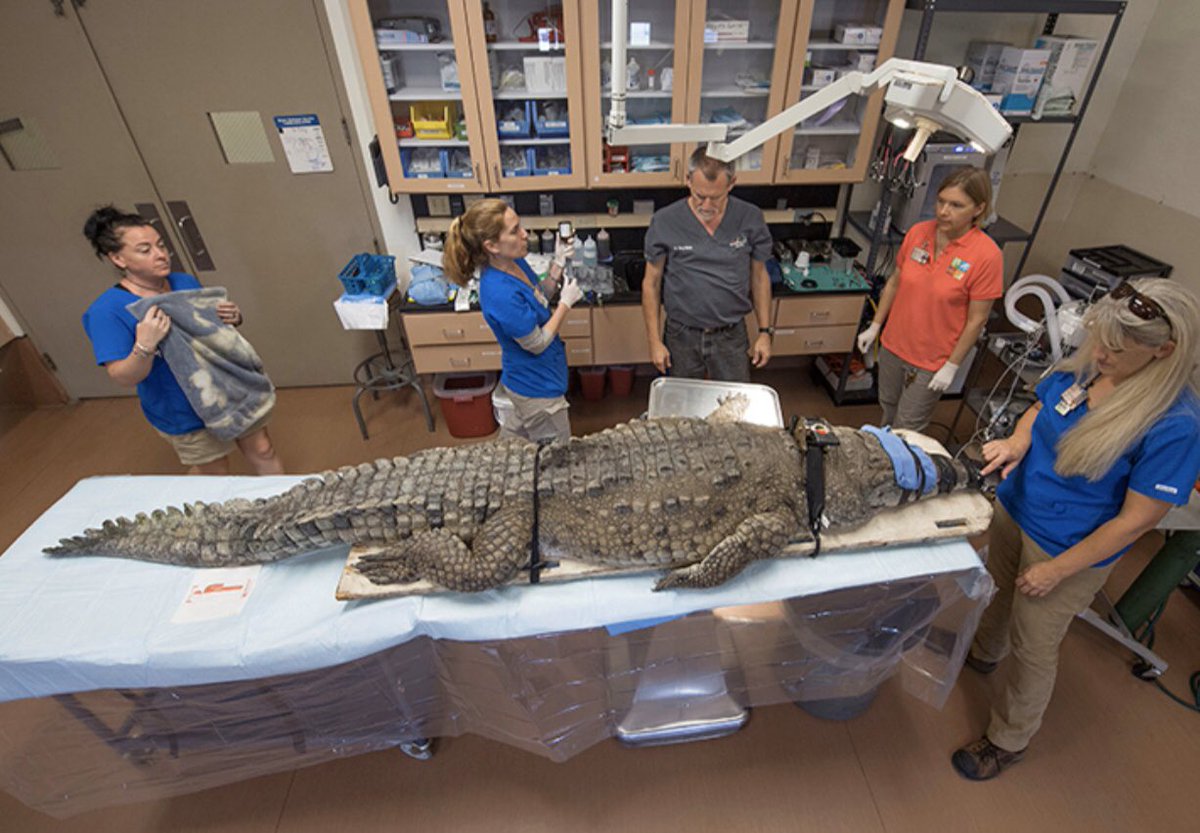 be_name_vatan's tweet image. آخرین تلاشهای تیم پزشکی تمساح #یزدی
@SamanthaIrani