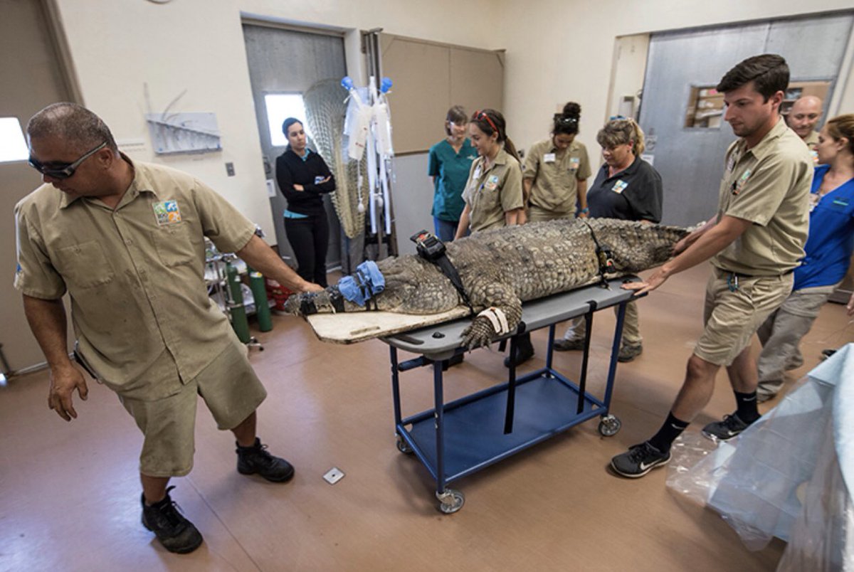 be_name_vatan's tweet image. آخرین تلاشهای تیم پزشکی تمساح #یزدی
@SamanthaIrani