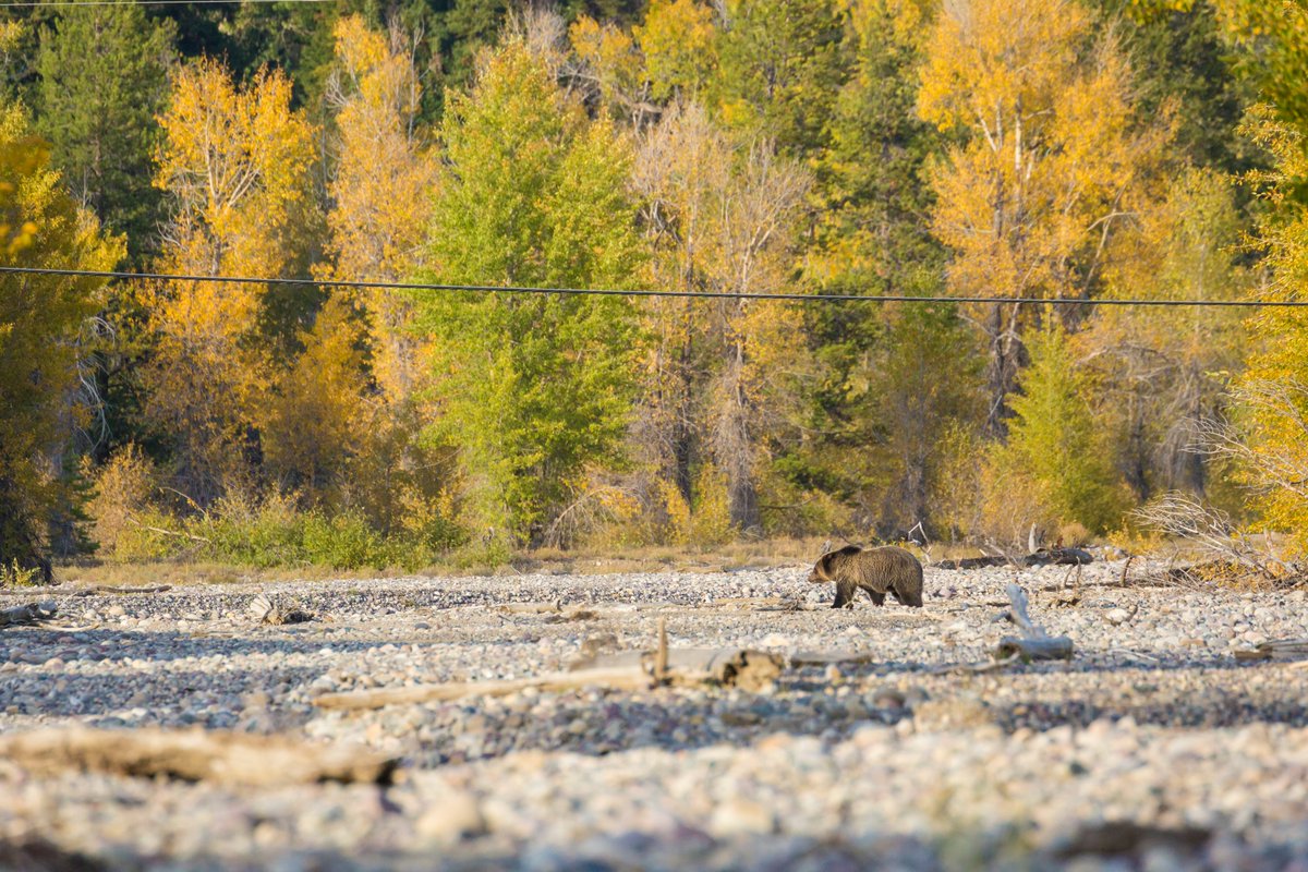 Some days were amazing. I hiked the fall colors in Wyoming searching for bears. I watched rare island foxes steal food. Hiked the forests in the Olympic peninsula. There was a sense of freedom that I had never felt before.