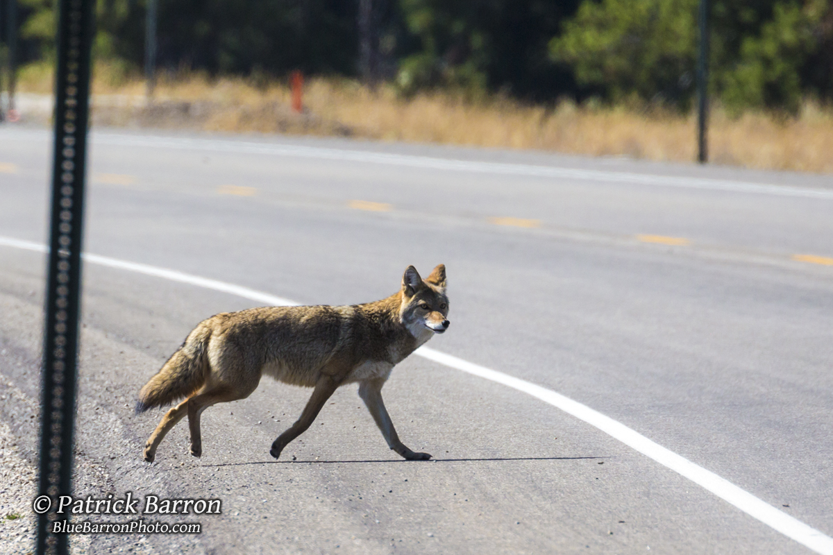 Some days were amazing. I hiked the fall colors in Wyoming searching for bears. I watched rare island foxes steal food. Hiked the forests in the Olympic peninsula. There was a sense of freedom that I had never felt before.