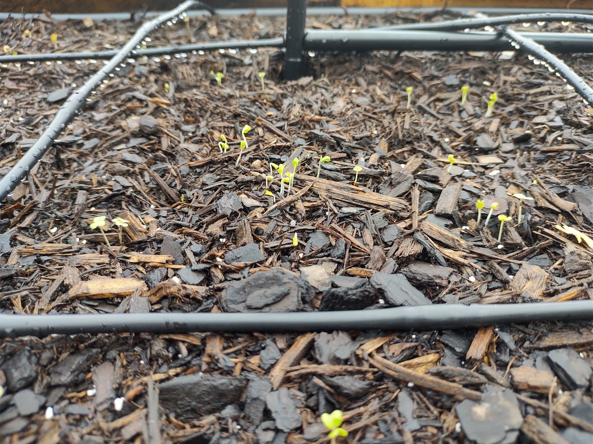 shekhynah_'s tweet photo. Thanking YAH for all this delicious rain HE has been is sending. I know my little baby seedlings are LOVING it. Definitely need to get some rain barrels before the next time it rains continuously like this. https://t.co/zb49ZIKGEY