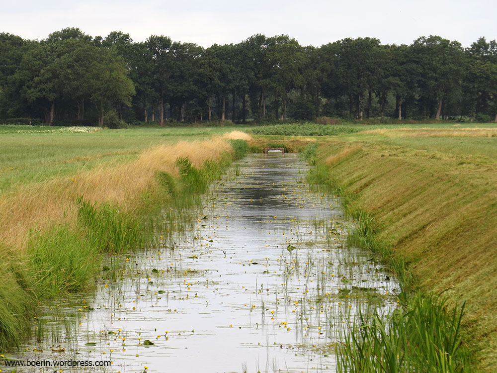 boerinhendrika's tweet photo. Vanmiddag heb ik foto's uitgezocht voor een nieuwsbrief van het waterschap. @Vechtstromen heeft op ons verzoek een ander maaibeleid op dit deel van de waterschapssloot. En zeg nou zelf, dit is toch prachtig!👌💚 Hier mogen we als samenleving best zuinig op zijn!

#boerennatuur💚 https://t.co/pTmKjuCUF9