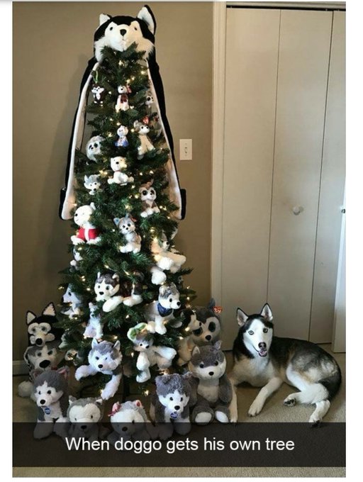 I swear I'm gonna do this. #husky #dog #huskymom https://t.co/tWzCAr0Qkg<a href="/tag/husky"class="tags">#husky</a><a href="/tag/dog"class="tags">#dog</a><a href="/tag/huskymom"class="tags">#huskymom</a>