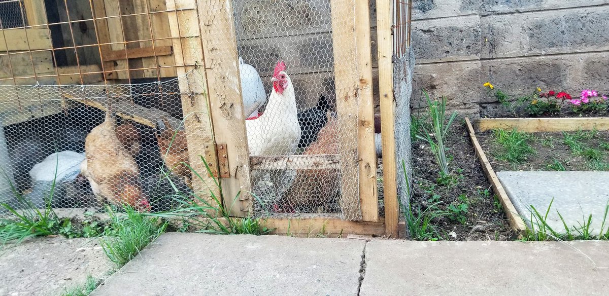 Out here chilling with the kukus