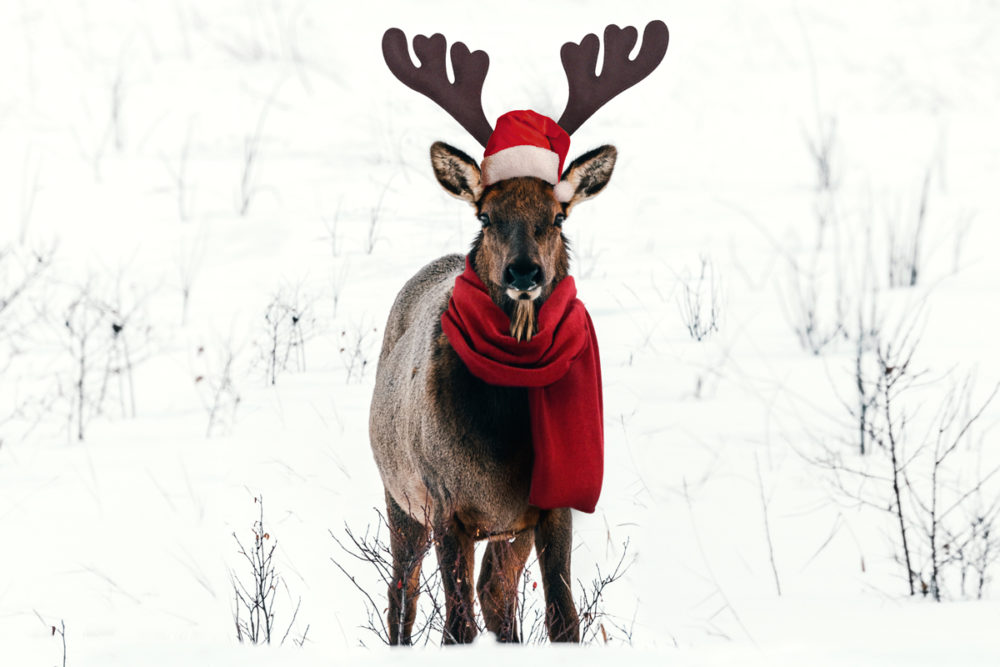 Voici nos idées de cadeaux de #Noel pour les passionné.e.s d'aventures et de voyages ! 🎄 Nous avons sélectionné de belles marques éthiques et responsables donc on espère que ces idées cadeaux vous inspireront  → bit.ly/cadeaux-de-noe… #blogvoyage