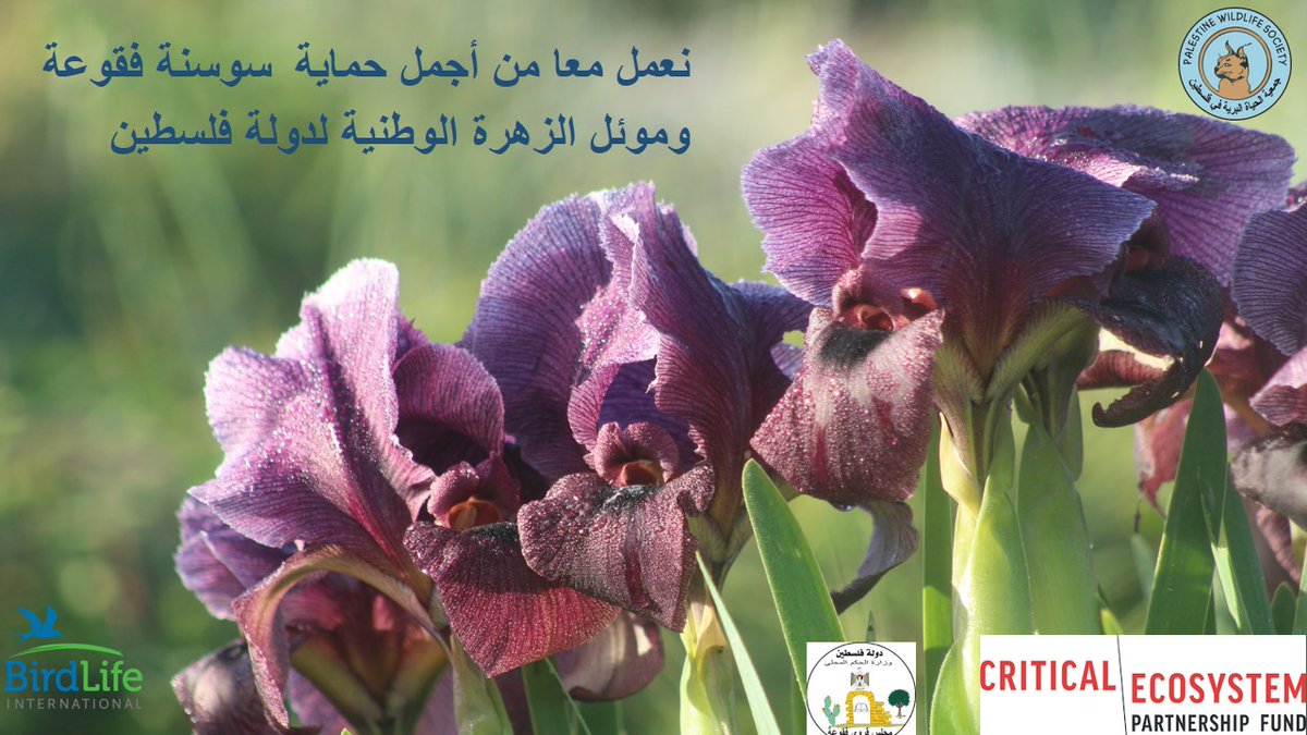 Wildlife Pal (@wildlife_pal) on Twitter photo 