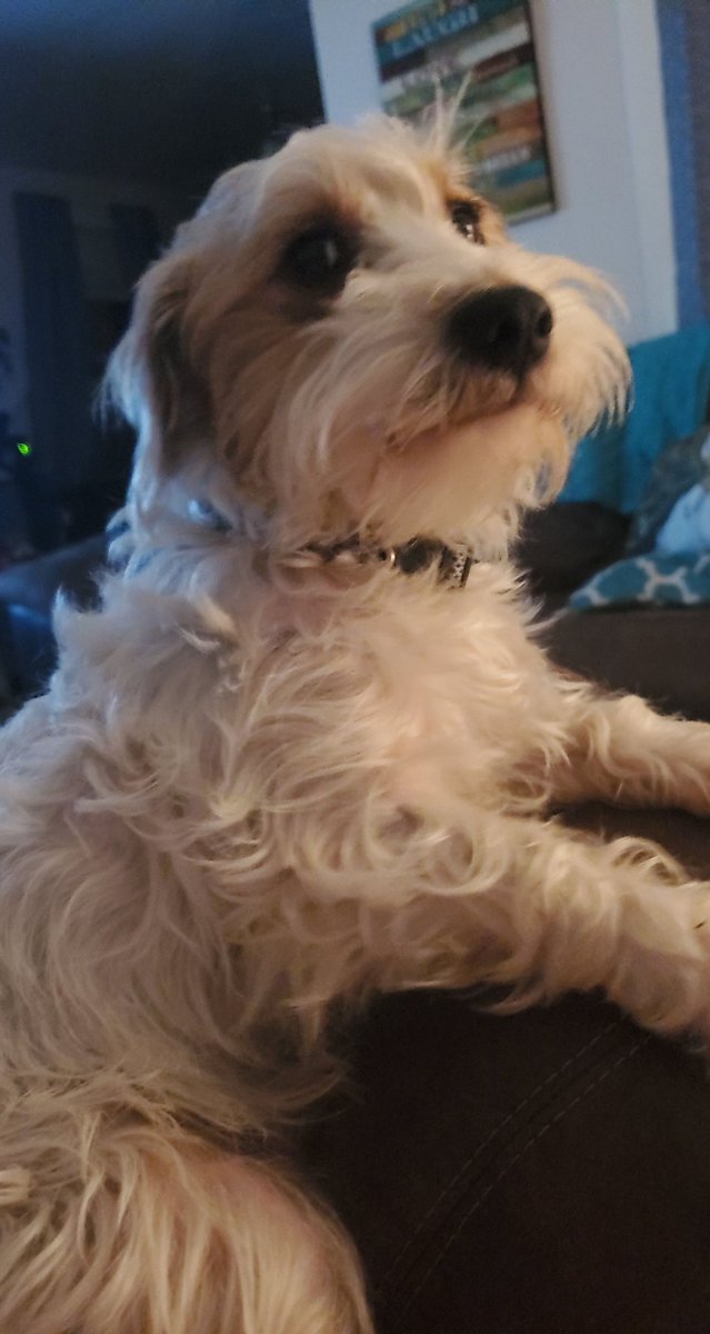 JessicaSchuette's tweet photo. @rodryanshow My mutt Toby!!!! https://t.co/qs9MAVcWNS
