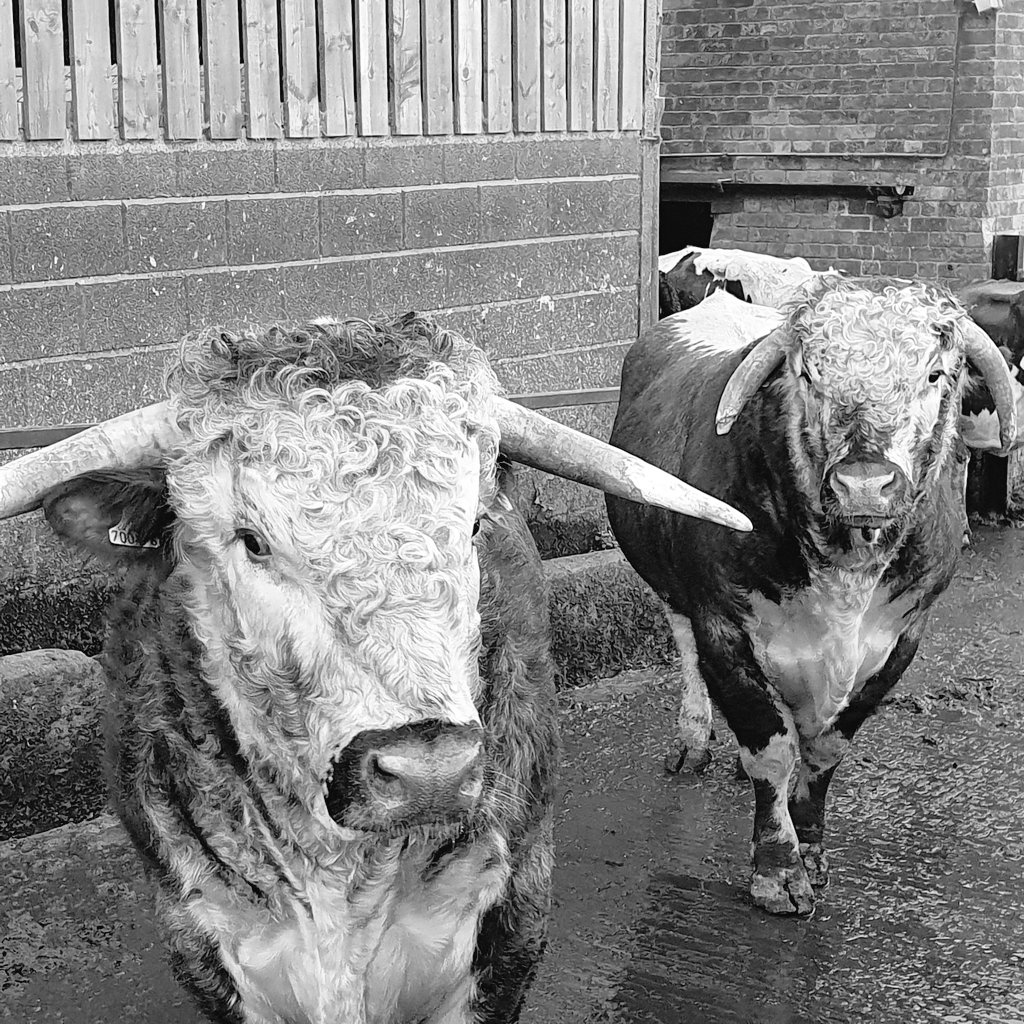 The boys taking a break from  work this afternoon whilst the cows are milked.  Zig Zag and Zercon... #buitalaar #longhorn #Tetfordlonghorns