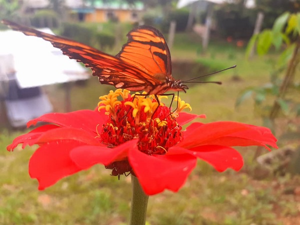 FAO_Venezuela's tweet photo. #SabíasQue💭Al llevar el polen de una flor a otra, las abejas, mariposas, pájaros, murciélagos y otros polinizadores facilitan y mejoran la producción de alimentos, contribuyendo así a la seguridad alimentaria y la nutrición🐝🦋🦇🌺 https://t.co/QagjKn1Ezu