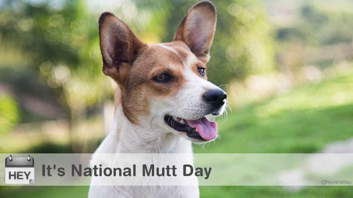 HeyWhatDay's tweet photo. It's National Mutt Day!
#NationalMuttDay #MuttDay #NationalMuttsDay #MuttsDay #MixedBreedDogDay https://t.co/AjqS6X0DVr