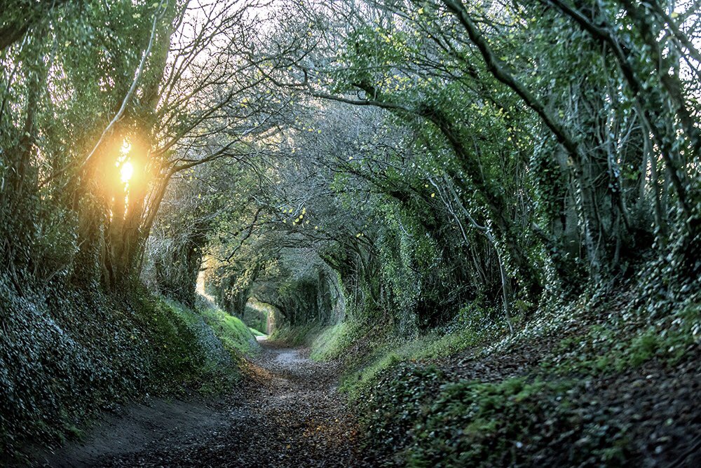 andrewhasson's tweet image. Halnaker #sussexlife #britishweather #tunneloftrees #rivendell #theshire #windmill #dusk