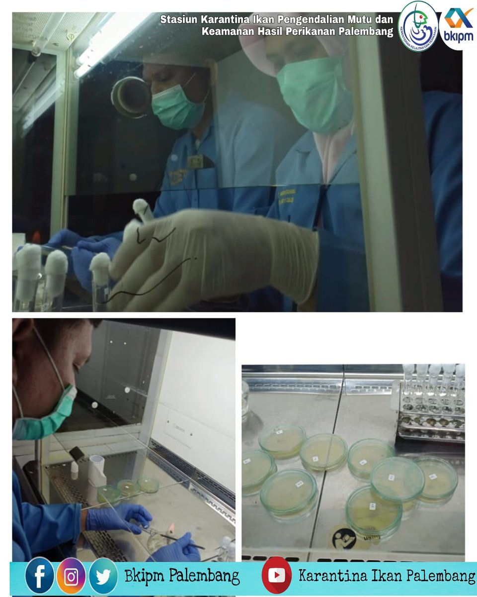 bppmhkp_plg's tweet image. 02/12 #OneHealthKIPM Melaksanakan pengujian Ecoli/Coliform di Laboratorium Mikrobiologi SKIPM Palembang
@rinajanwar2201
@humasBKIPM
@sugeng_1605
#pengujian #ecoli #coliform #laboratory #mikrobiologi #karantinaikan #BKIPM #KKP #KKPGOID