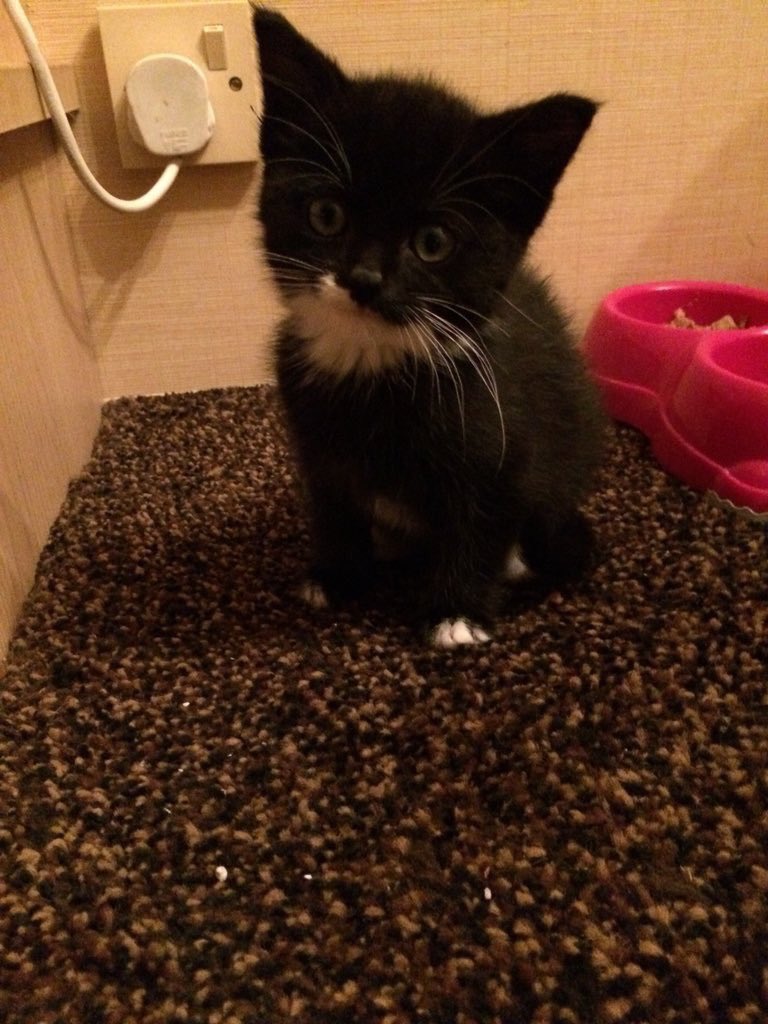 keaton_kitty3's tweet photo. Baby Keaton! https://t.co/8WqYjXNjgN