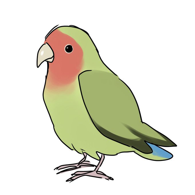 コザクラインコのtwitterイラスト検索結果 コザクラインコのtwitterイラスト検索結果
