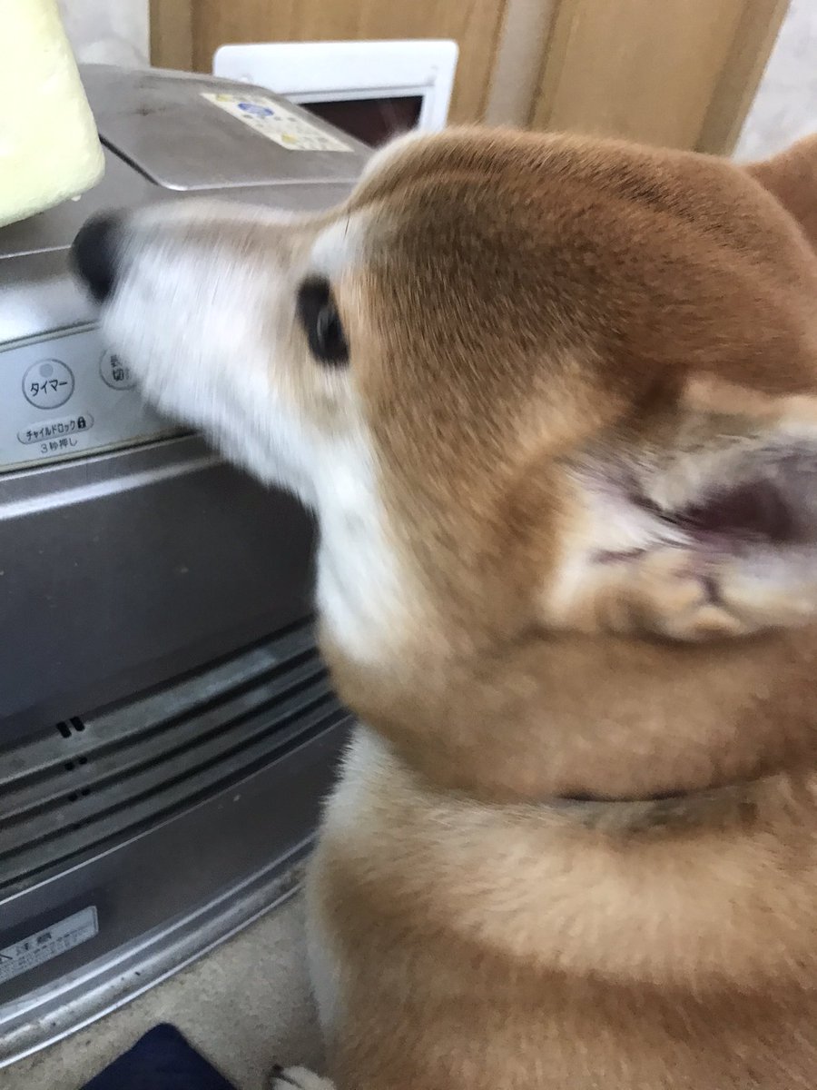 ホットドッグ ホットキャットになってストーブを楽しまれている時 室内で起きていること 優れものがこちら Togetter ホットドッグ ホットキャットになってストーブを楽しまれている時 室内で起きていること 優れものがこちら Togetter