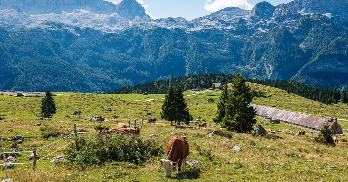 Scopri un #Friuli ricco e variegato, che sa come accogliere e far stare bene gli ospiti come se fossero di casa, in famiglia, con gusto e spensieratezza.
Leggi la storia "Vacanze in Friuli Venezia Giulia: alla scoperta del Montasio": bit.ly/2V0ugh9
#MontasioDOP