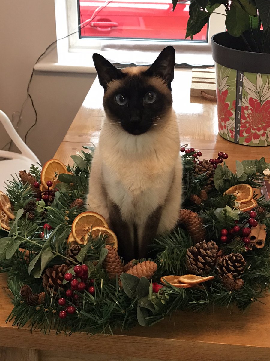 hsesh63's tweet photo. @RandomGooner74 Alternative use for a door wreath 😺 https://t.co/jfr59ZhDSW