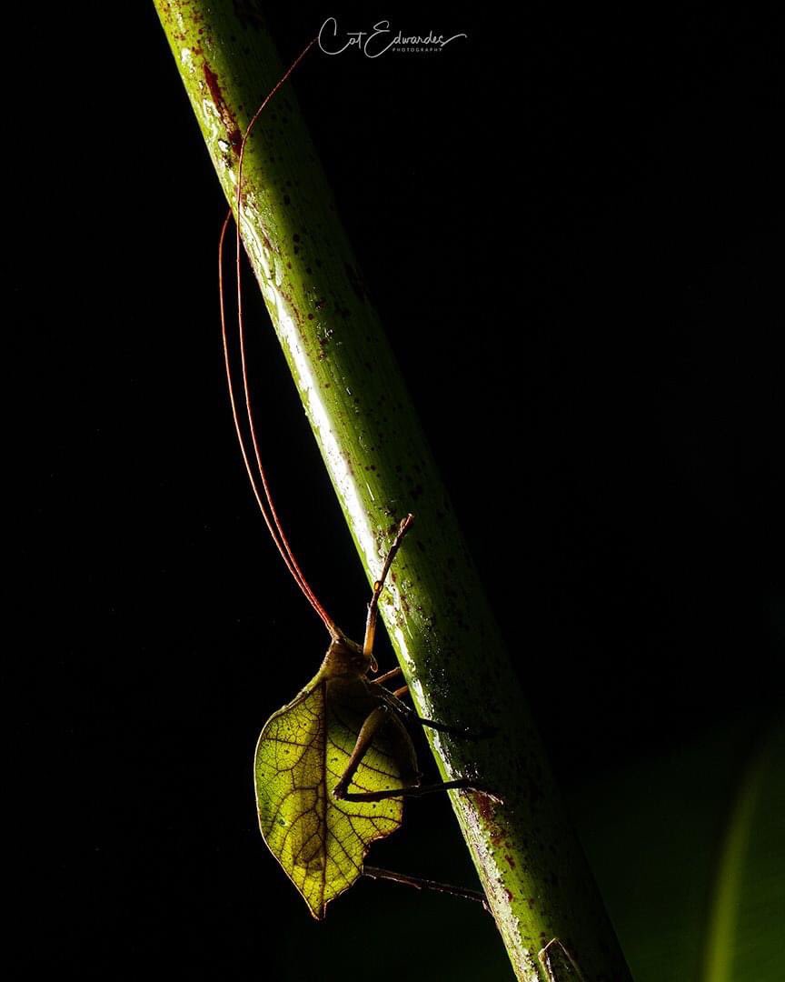 CatEdwardes's tweet photo. Usually at this time of year I am in Costa Rica - I found this little fellow on one of the night walks - always tricky when you are hand holding your flash and trying to get the full length of it’s antenna !!
#leafmimic #costarica https://t.co/L3LOTSWRc2