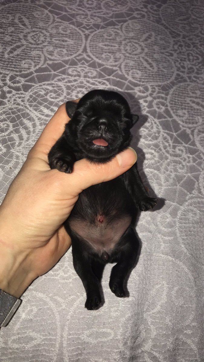 HindleSian's tweet photo. Worth the sleepless nights 🥰 #pug #pugs #puppy https://t.co/B7a3XTHehr