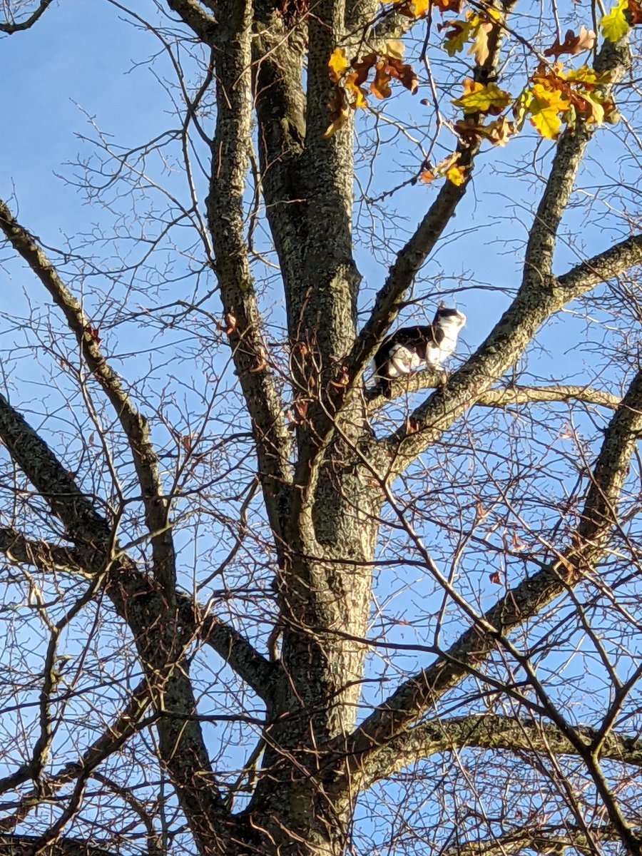 HE'S ALIVE! Colour me impressed! I have just spoken to the owner and she tells me that  #FreeFelix slunk into the house at about 0650 this morning, after a freezing night up the tree. Apparently he's fine and unhurt.  #happyendings  #hartleywintney