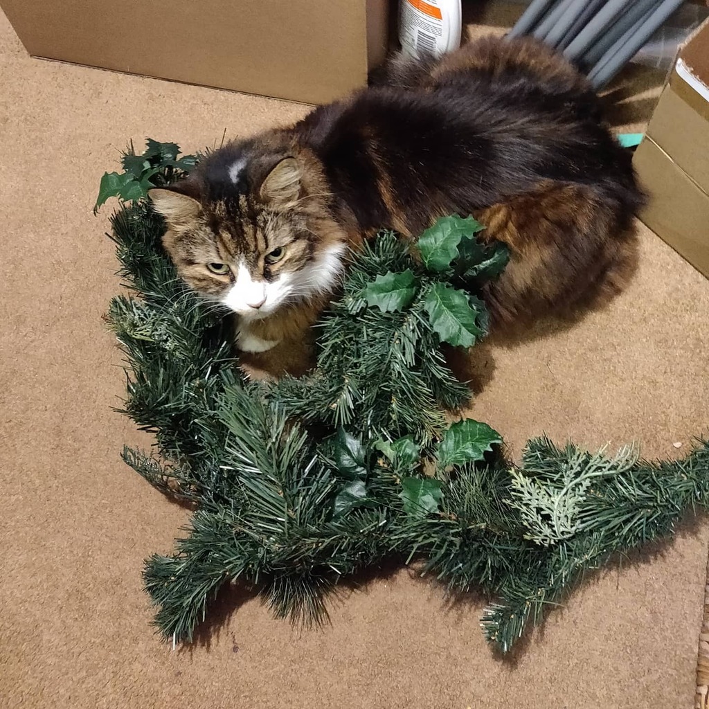 owenblacker's tweet photo. "But what's the point if you tell me off for nomming it?" #LivingWithCats #EmoKitty #MaineCoon #CatsOfInstagram #yuletide https://t.co/b3C0wozowc https://t.co/FOT206IpoN