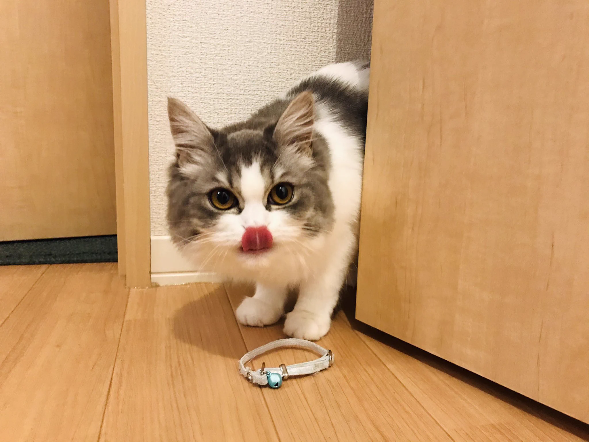 愛猫が持ってきたものは？子猫の時に付けていた首輪だった！