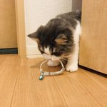 愛猫が持ってきたものは？子猫の時に付けていた首輪だった!