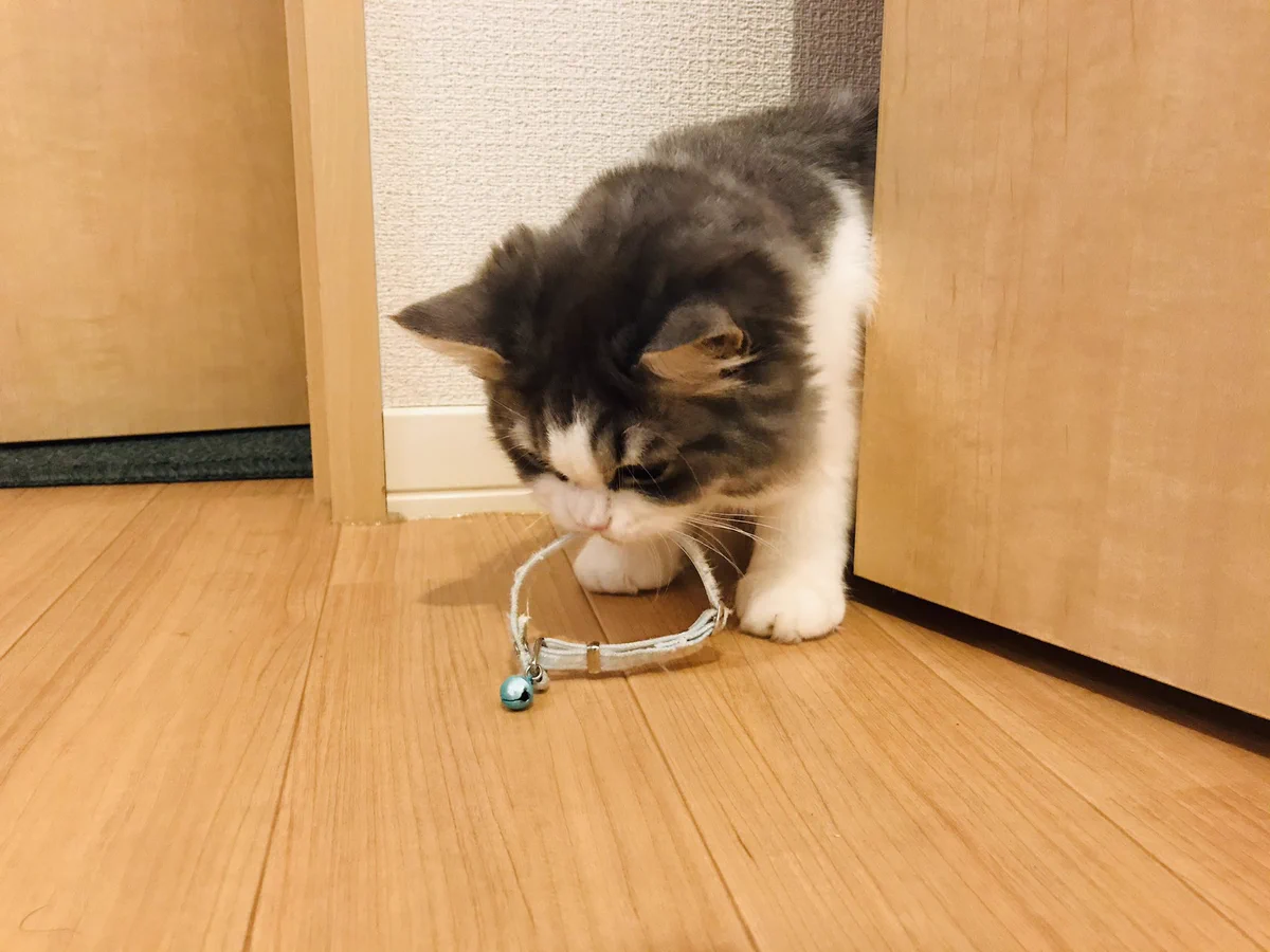 愛猫が持ってきたものは？子猫の時に付けていた首輪だった！