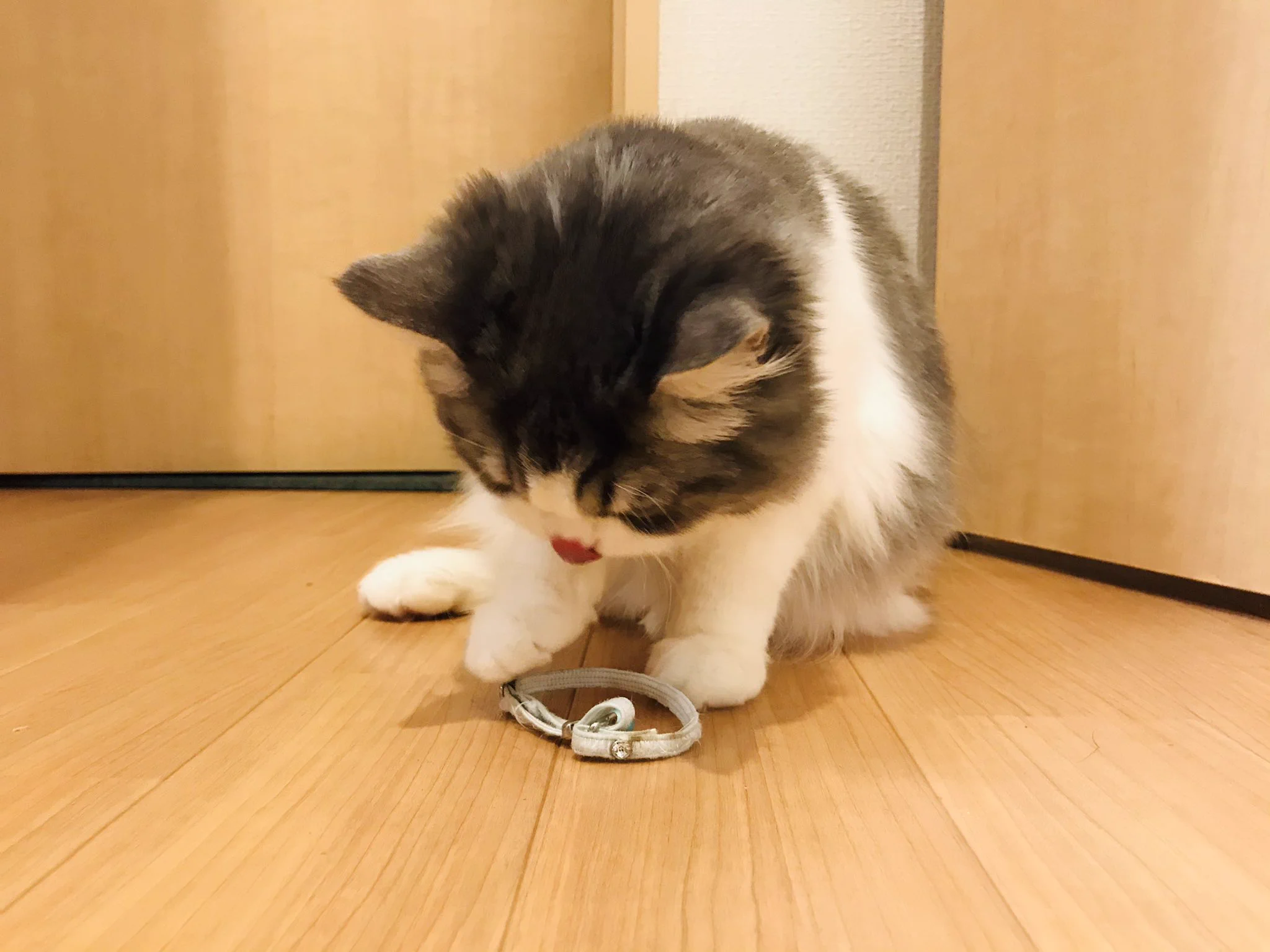 愛猫が持ってきたものは？子猫の時に付けていた首輪だった！