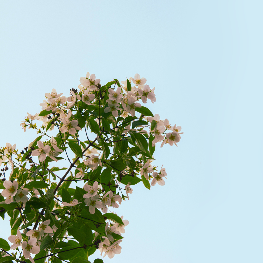 White flowers, the main ingredient of our BEST SELLER scented candle, JASMIN DE BEYROUTH😍

#ideoparfumeurs #scentedcandles #jasmindebeyrouth #christmasdecor #christmasgiftsideas #crueltyfreecandles #vegancandles #sustainablecandles