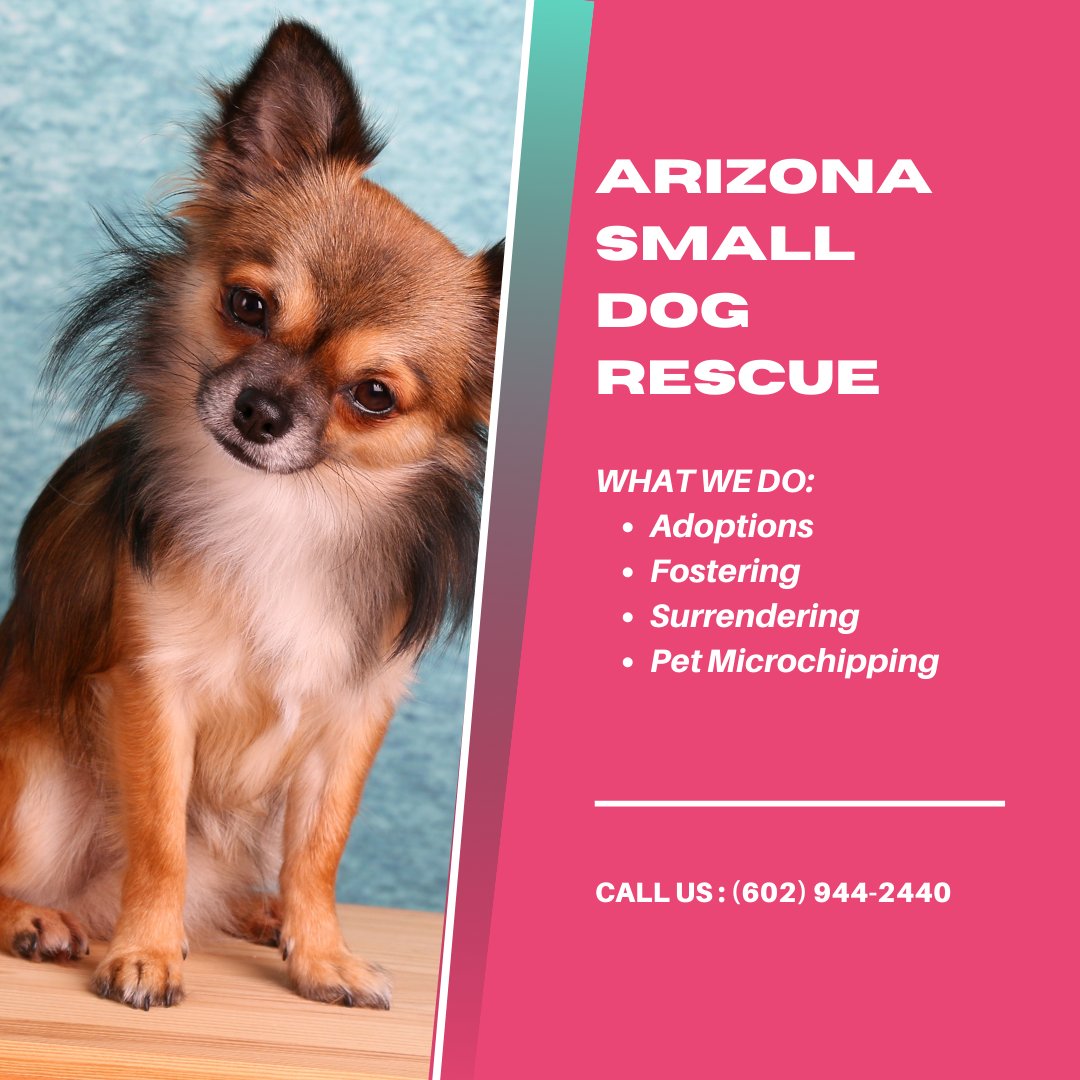 Arizona Small Dog Rescue on Twitter: 