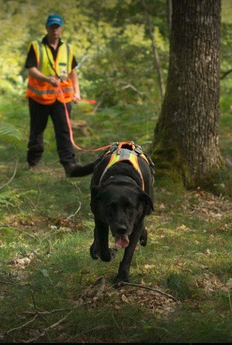DogsSearch's tweet photo. Today we introduce Ella.

Ella started her search training as an air scenting dog. In 2013 changed to mantrailing. Travelling across Europe for mantrailing, seeing the sights and making friends.

Very sadly Ella died in July 2020 and her inspiration lives on in our logo https://t.co/OVuP7KwR88