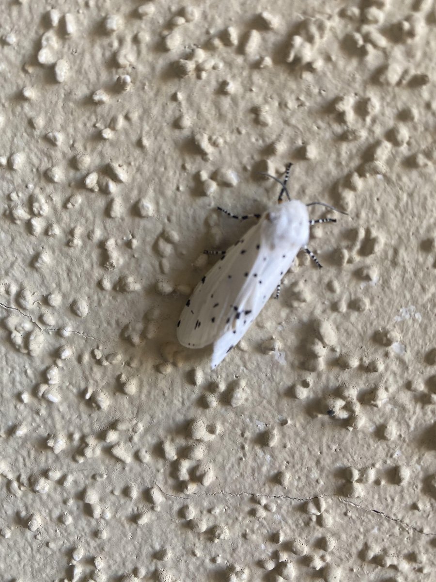 Neat picture here of a fall webworm moth. These guys are well known to arborists and will often cover entire tree branches with their webs.