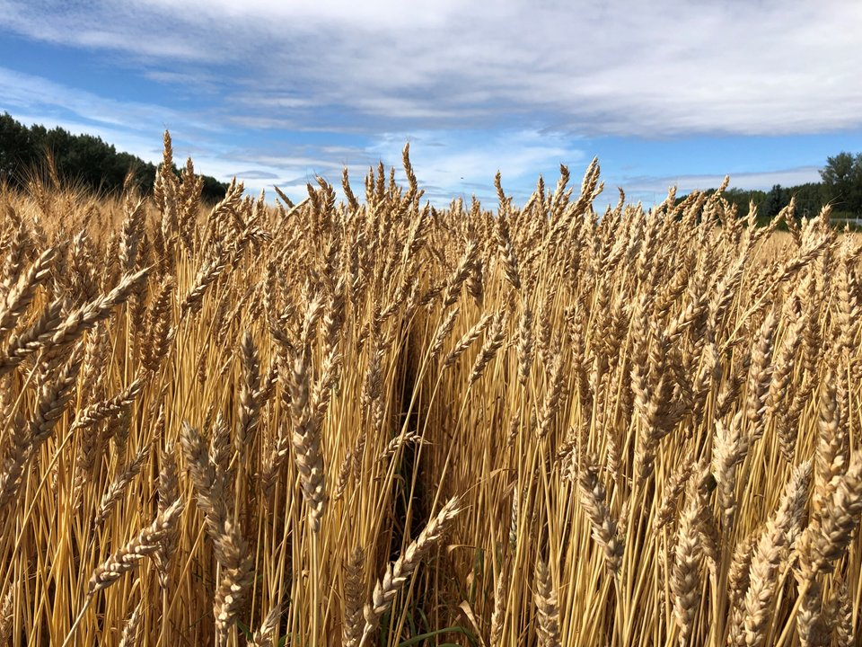 ProvenSeed's tweet photo. #CDCOrtona is a new #CWRS #wheat variety that gives an old-school #awnless appearance with high yield, great agronomics and a disease package that's best-in-class. #ItsProven #CanadianWheat #westcdnag https://t.co/bYTgNvy2Rc