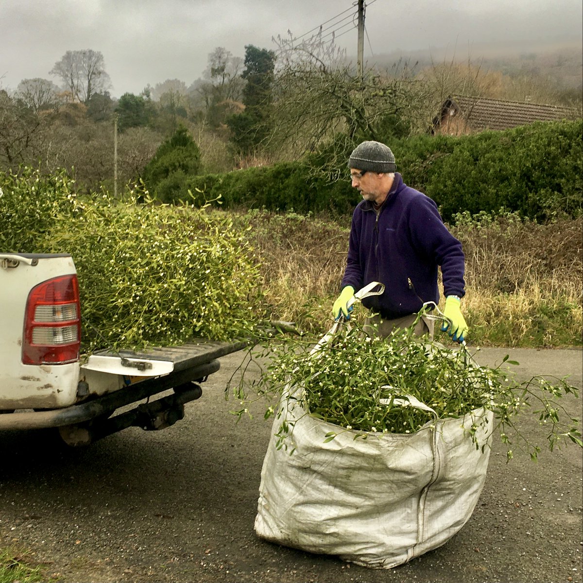 ColwallOrchard's tweet photo. We've been busy picking Mistletoe for our Mistletoe Fair this weekend. https://t.co/p1dDurm6En