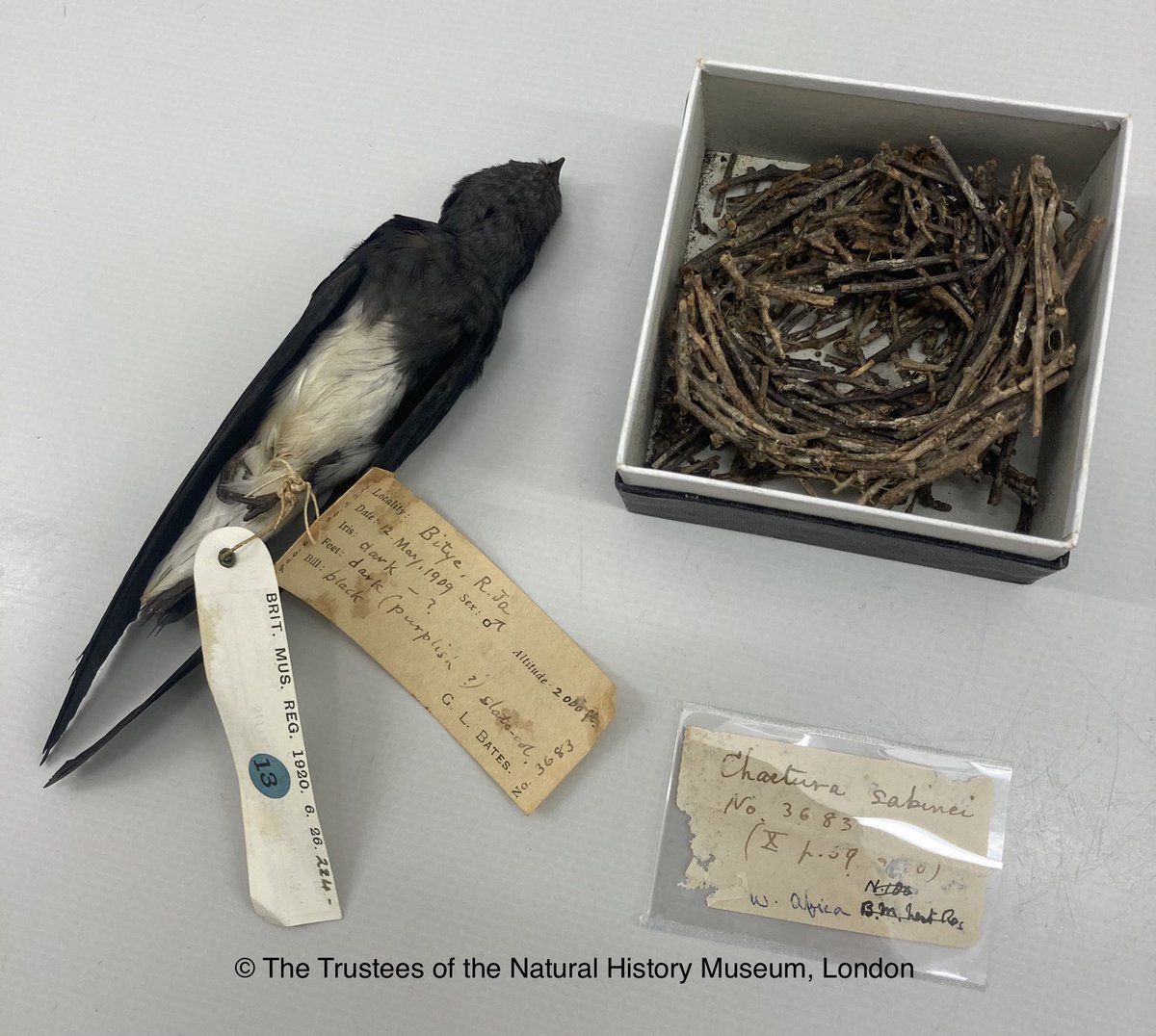 Nhm Oology Nhm Oology Twitter