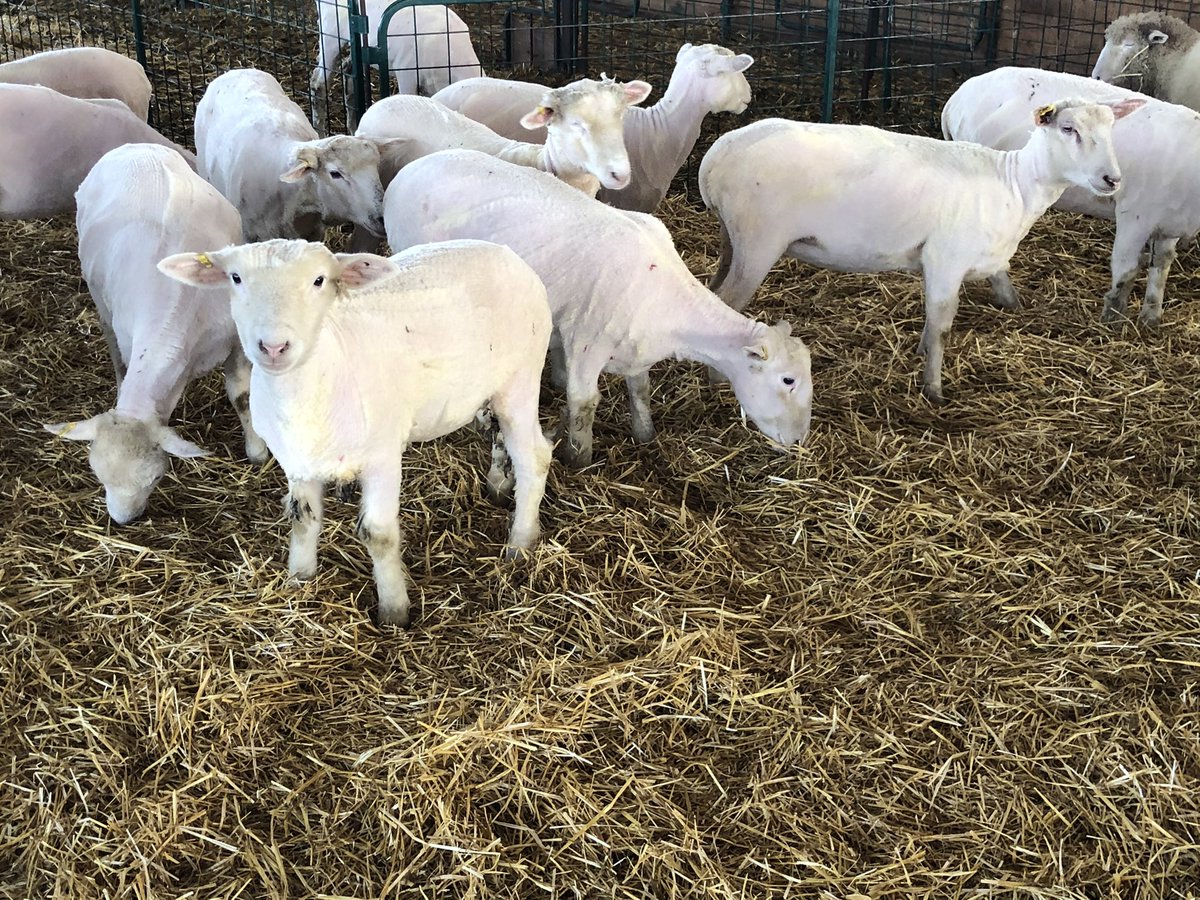 Starting to prep for January lambing group. Couple nice days for shearing!