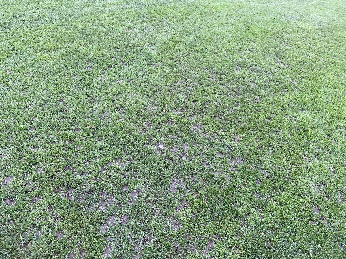 It is clear the green keeping staff have worked very hard during the lockdown, therefore the very low density of grass on the fairways must be due to a lack of investment in the golf course by Mount Wolseley Resort